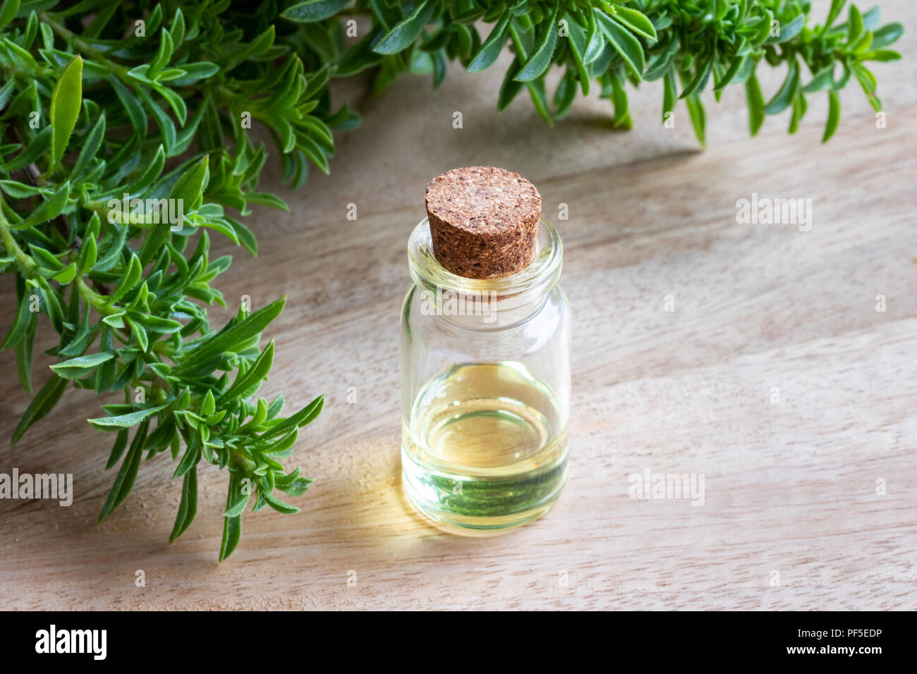 A bottle of mountain savory essential oil with fresh Satureja montana