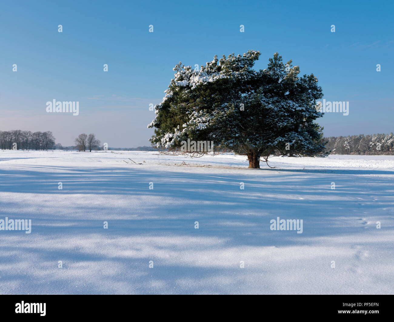 Kiefer im Winter | pine tree in winter time Stock Photo