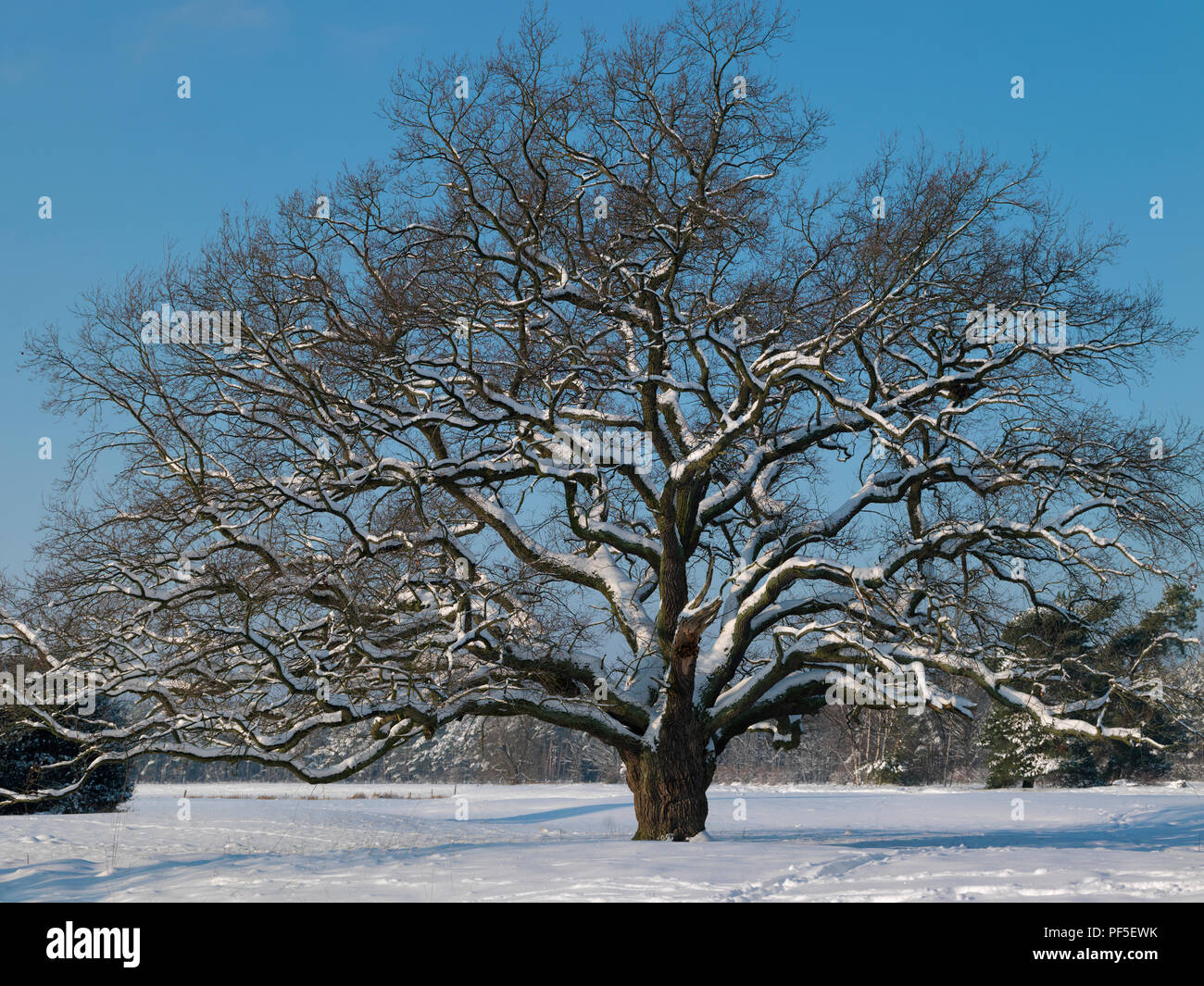 Eiche im Winter | oak tree, Quercus, in winter time Stock Photo