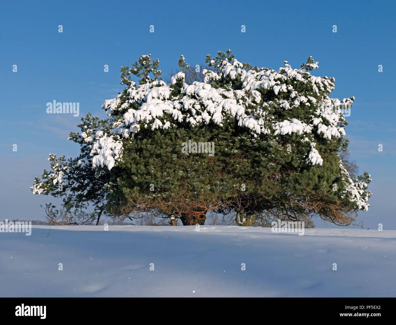 pine tree in winter time | Kiefer im Winter Stock Photo