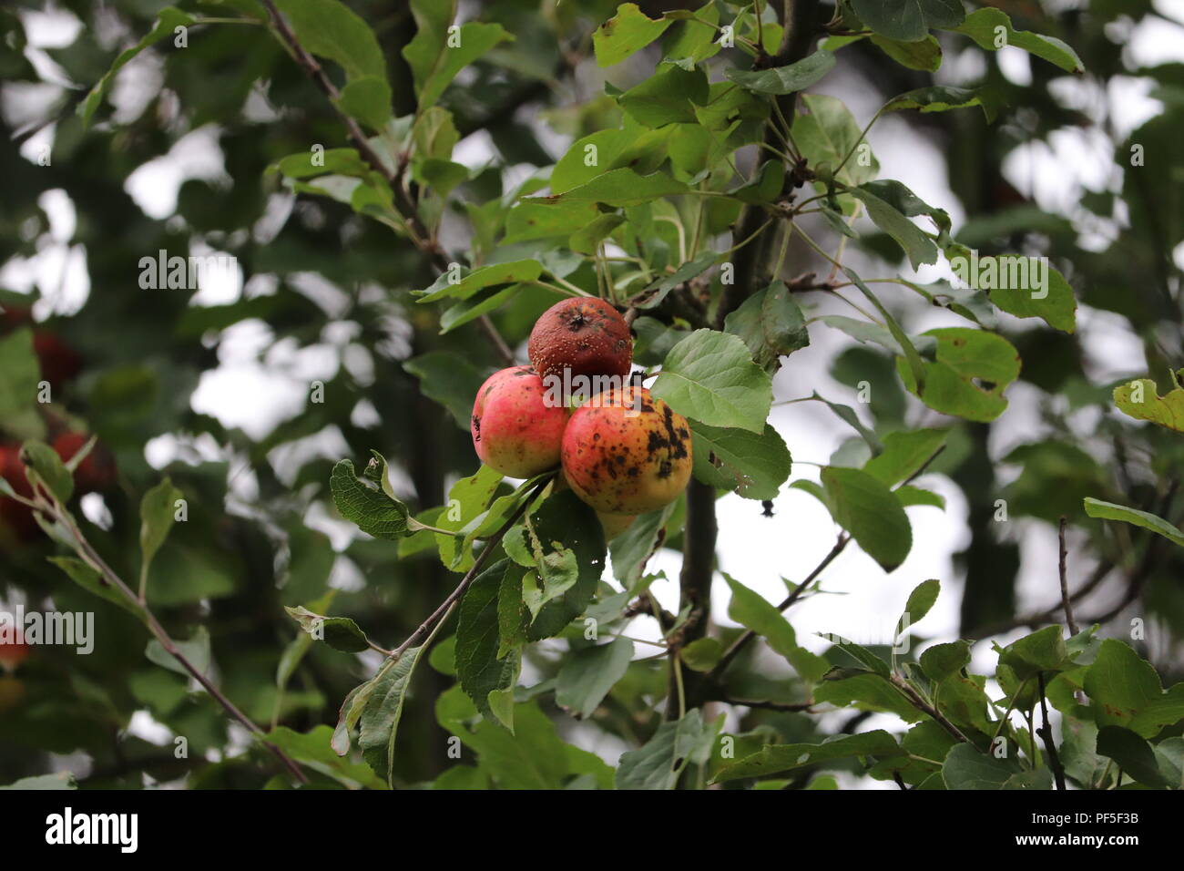 Illustration of Can Dogs Eat A Rotten Crabapple