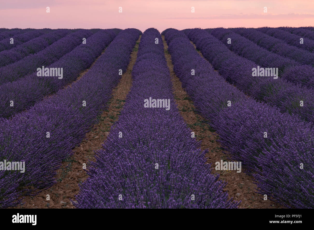 a lavender field in the evening sun in Provence, France Stock Photo