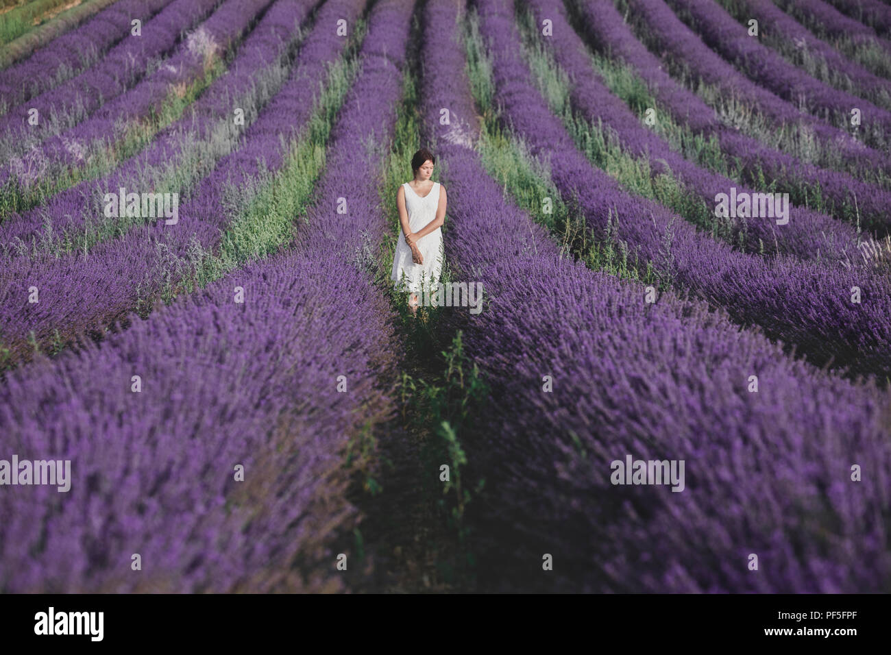 a girl in a white dress standing in a lavender field in Provence, France Stock Photo