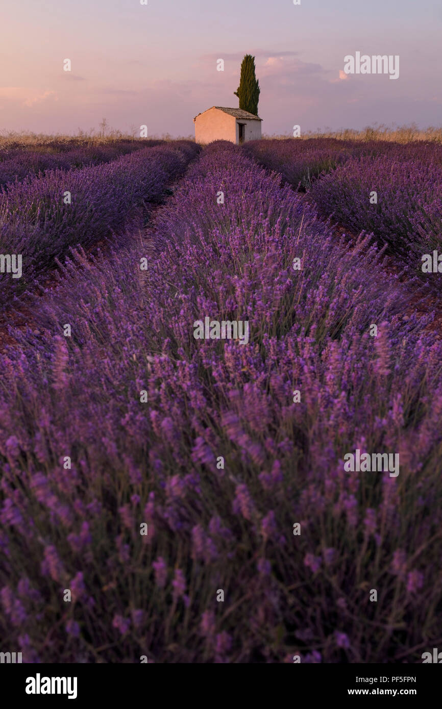 an old stone house in the middle of a lavender field in Provence, France Stock Photo