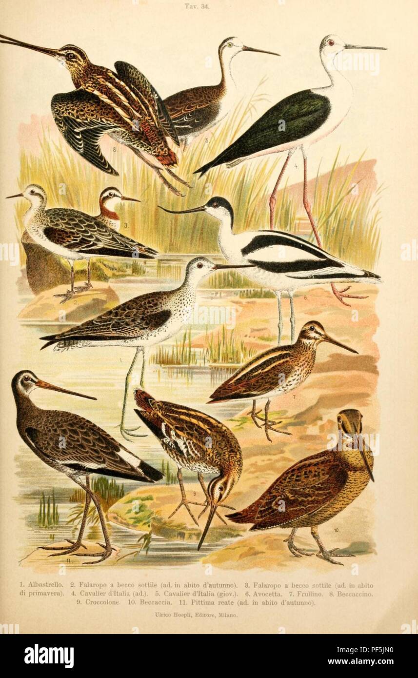 Atlante ornitologico (Tav. 34) Stock Photo