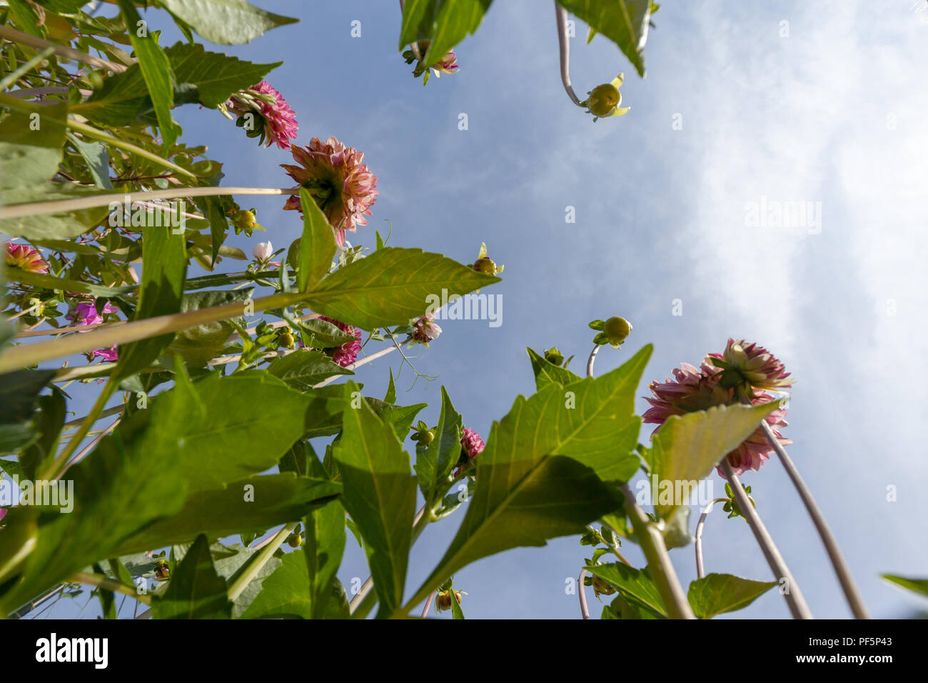 Image result for flowers viewpoint