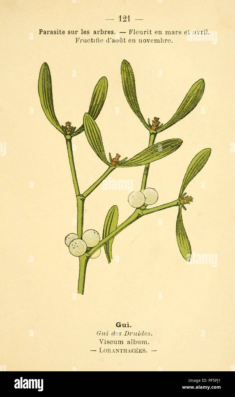 Atlas de poche des plantes des champs, des prairies et des bois : a l'usage  des promeneurs et des excursionnistes. Botany. — 38 — Prés, bords des  chemins. Prairies et pelouses