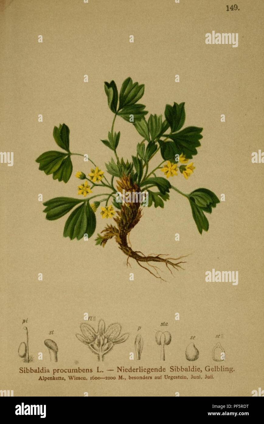 Atlas der Alpenflora (10055562063). Stock Photo
