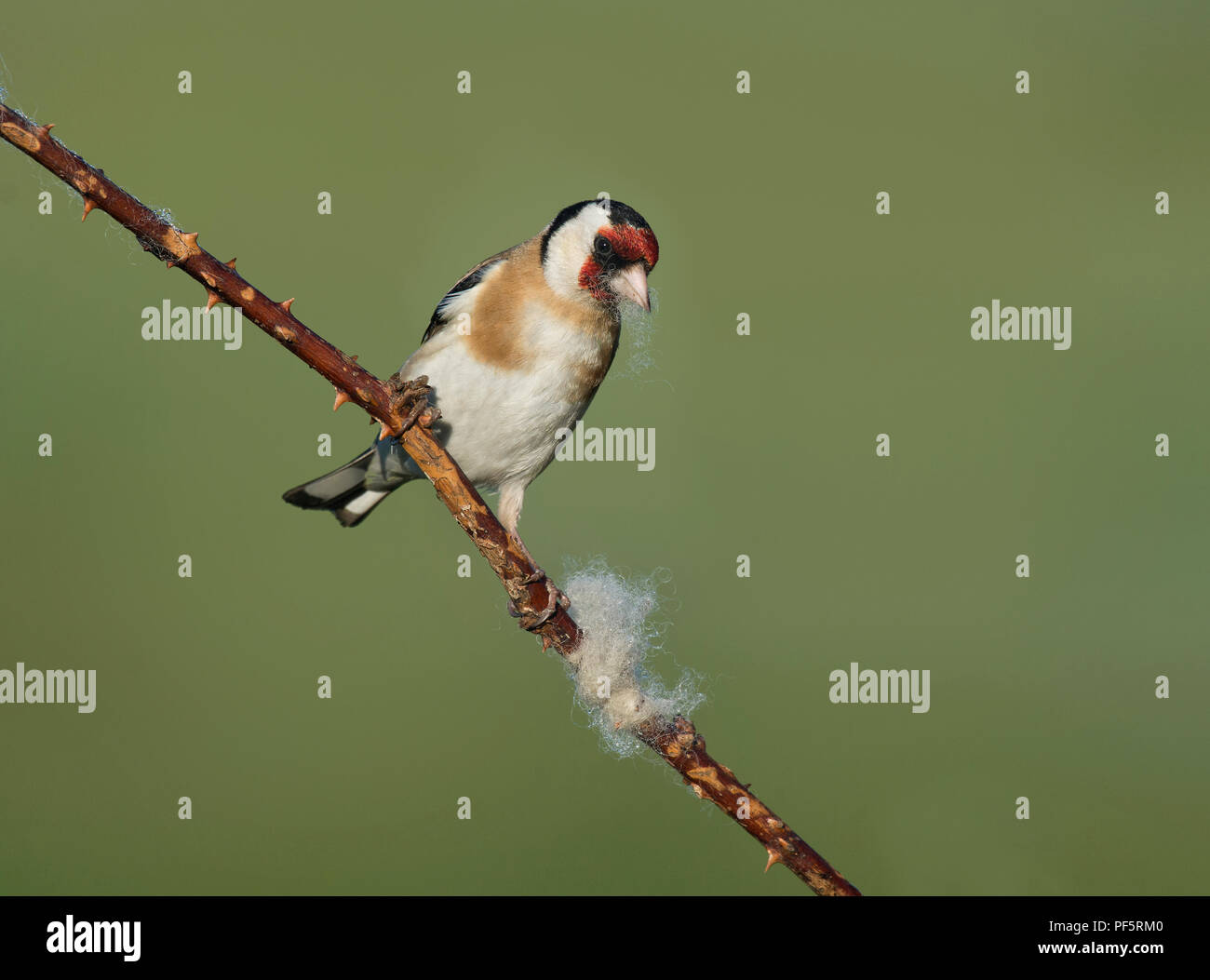 European Goldfinch, Carduelis carduelis, collecting wool from bramble