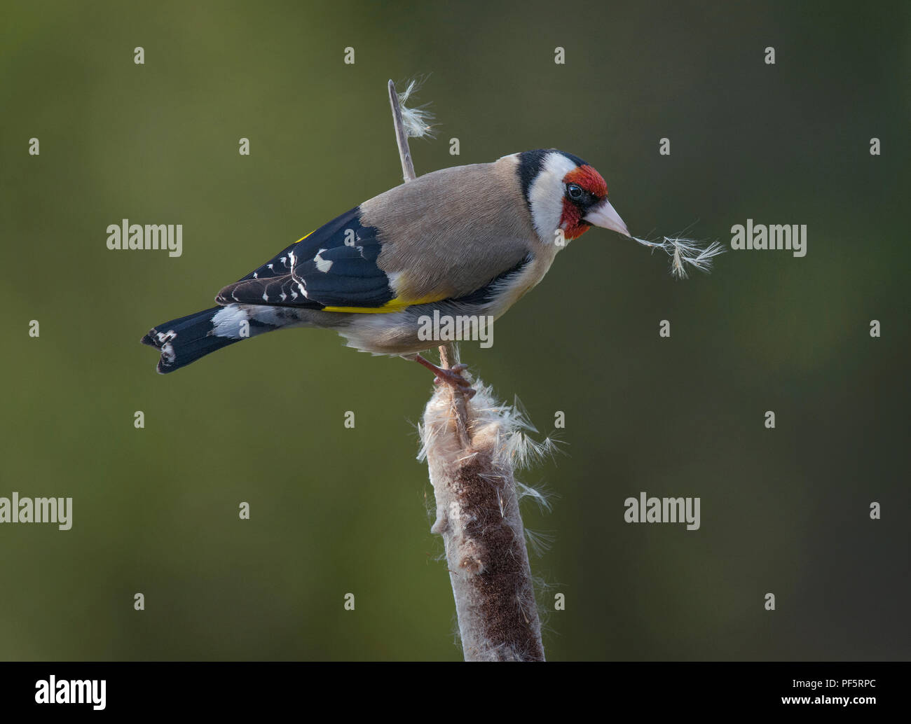 Goldfinch nest uk hi-res stock photography and images - Alamy