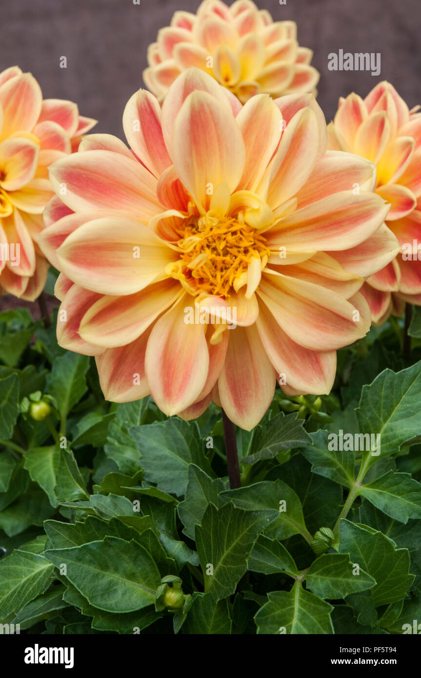 Dahlia / Dahlietta Surprise Anna  with apricot petals.  Small dahlia ideal for pots tubs and borders. Stock Photo