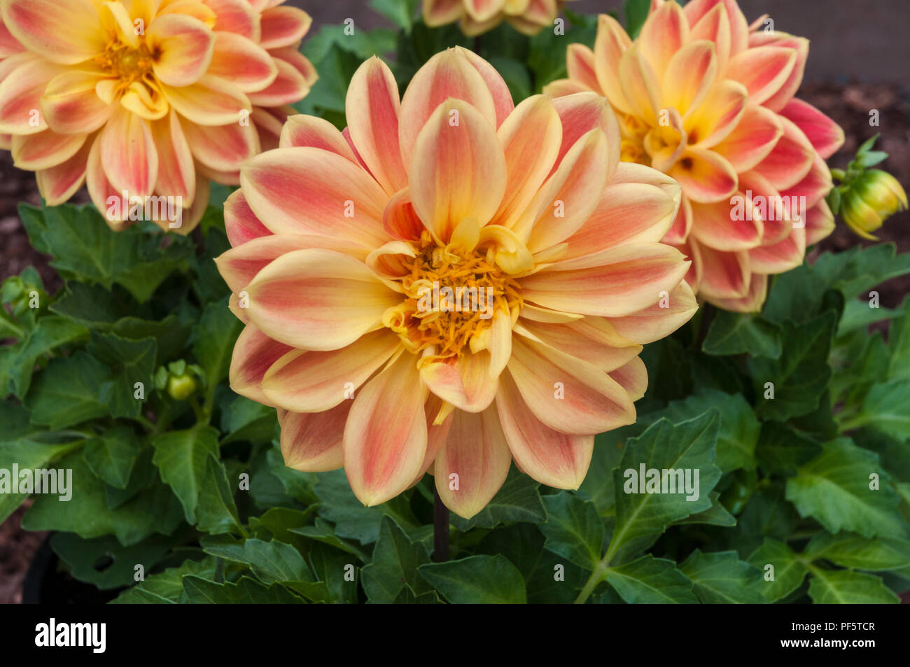 Dahlia / Dahlietta Surprise Anna with apricot petals.  Small dahlia ideal for pots tubs and borders. Stock Photo