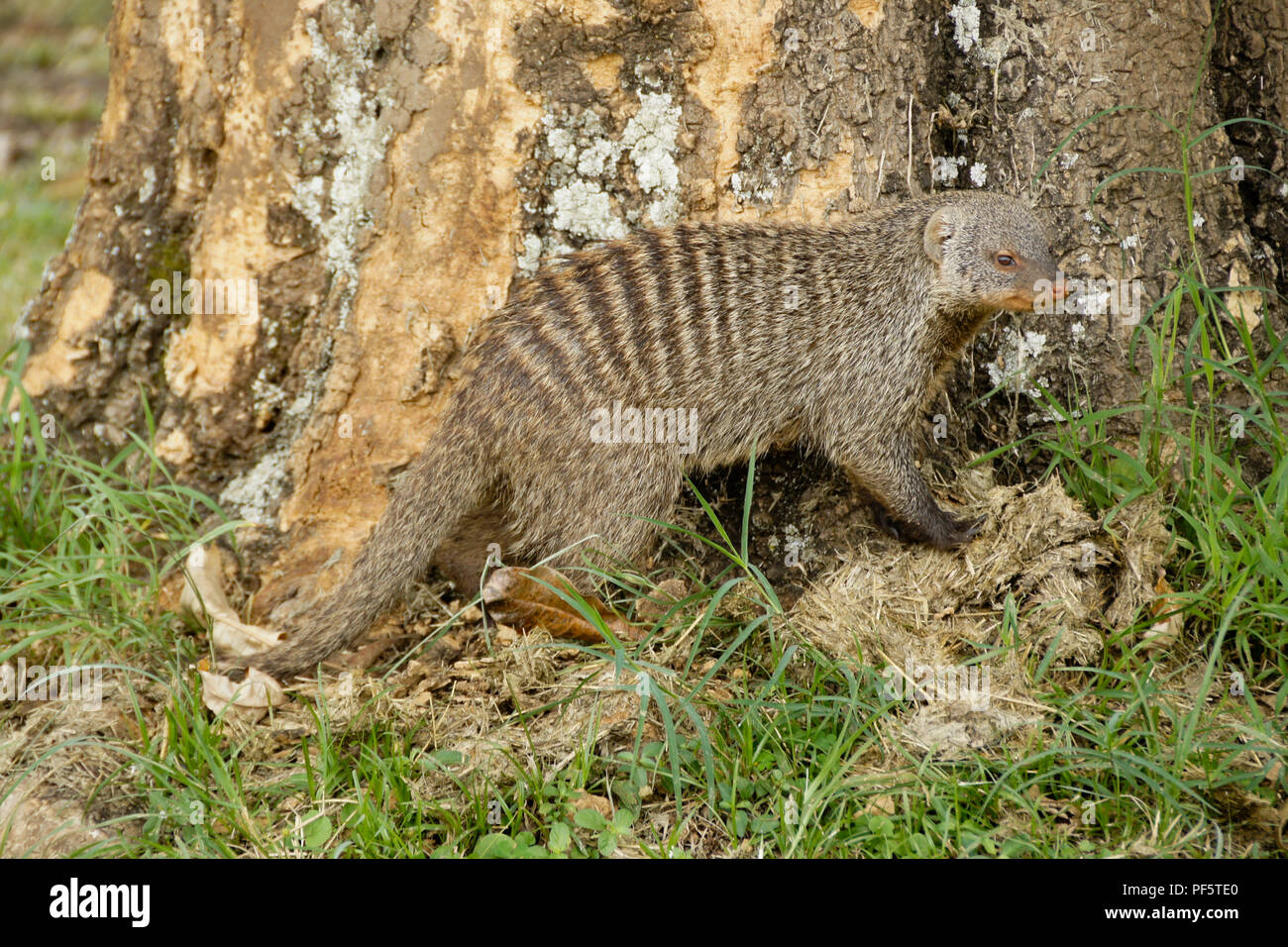 Banded mongoose standing in grass at base of tree, Masai Mara Game Reserve, Kenya Stock Photo