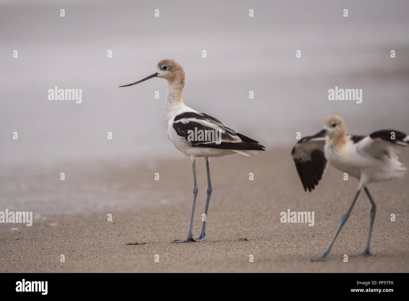 American Avocet marine bird standing along surfline foraging for morning food. Stock Photo