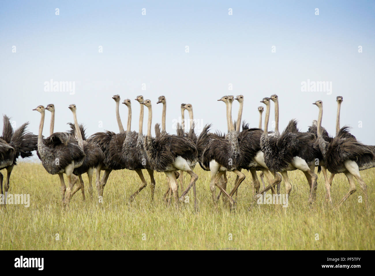 Flock of juvenile Masai ostriches, Masai Mara Game Reserve, Kenya Stock Photo