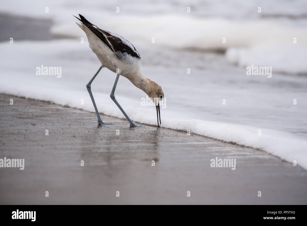 American Avocet marine bird sticking long beak into wet sand at surfline foraging for morning food. Stock Photo