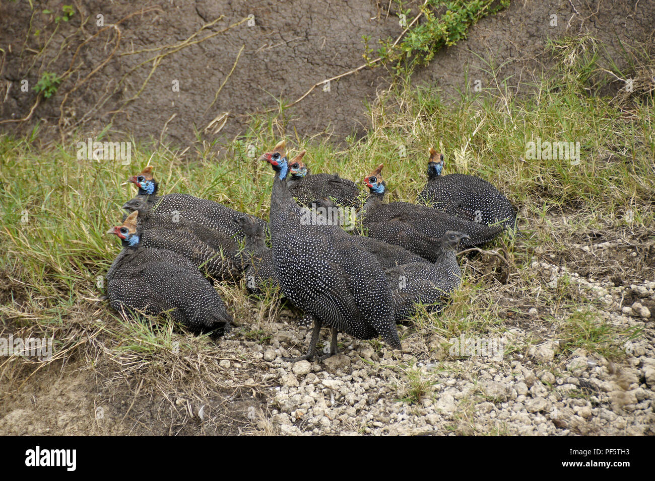 Helemeted guineafowl with chicks resting in small ravine, Masai Mara Game Reserve, Kenya Stock Photo