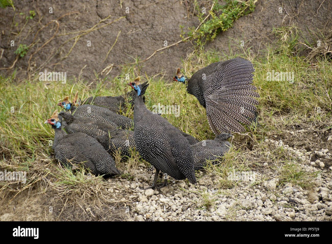 Helemeted guineafowl with chicks resting in small ravine, Masai Mara Game Reserve, Kenya Stock Photo