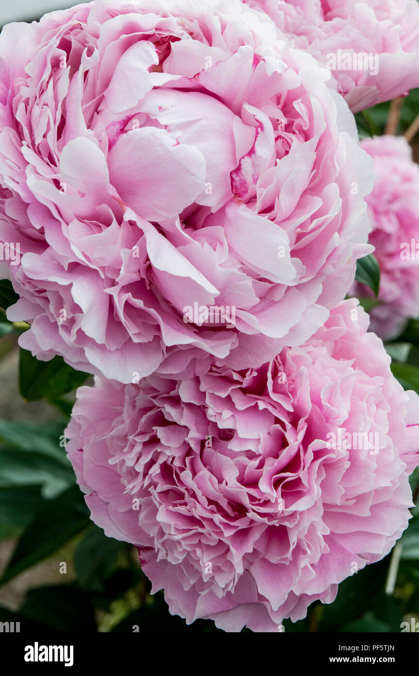 Paeonia Sarah Bernhardt in close up. Two large flower heads together. Stock Photo