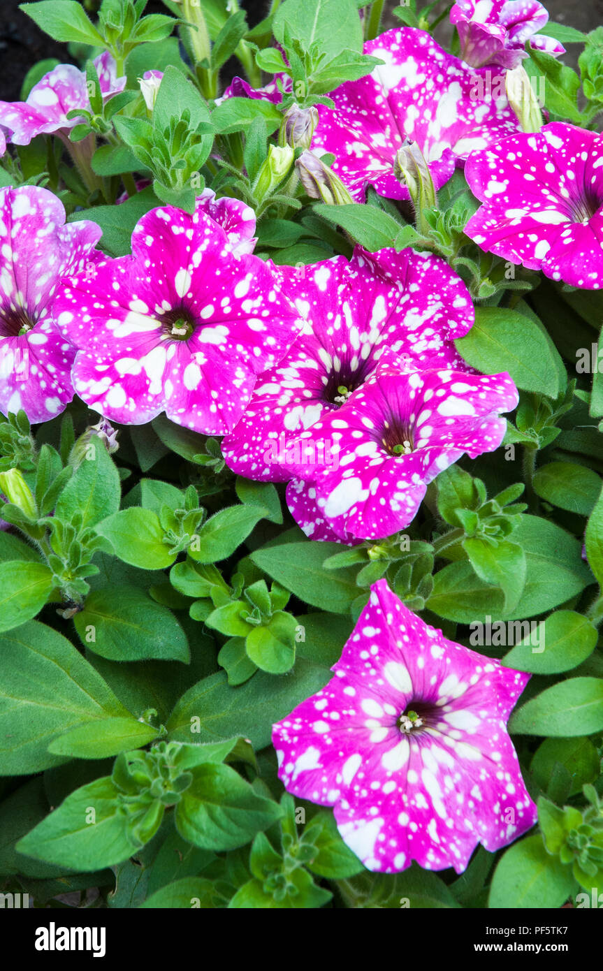 Petunia Baby Doll. Flowers Pink and splashed with white in close up. Ideal  for Hanging baskets tubs Window box etc Stock Photo - Alamy