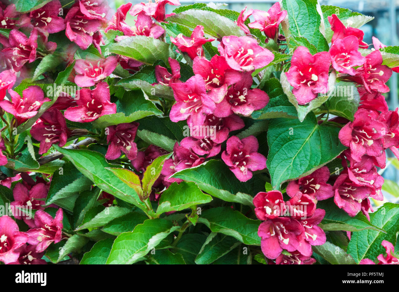Close up of Weigela Lucifer in full flower Stock Photo Alamy