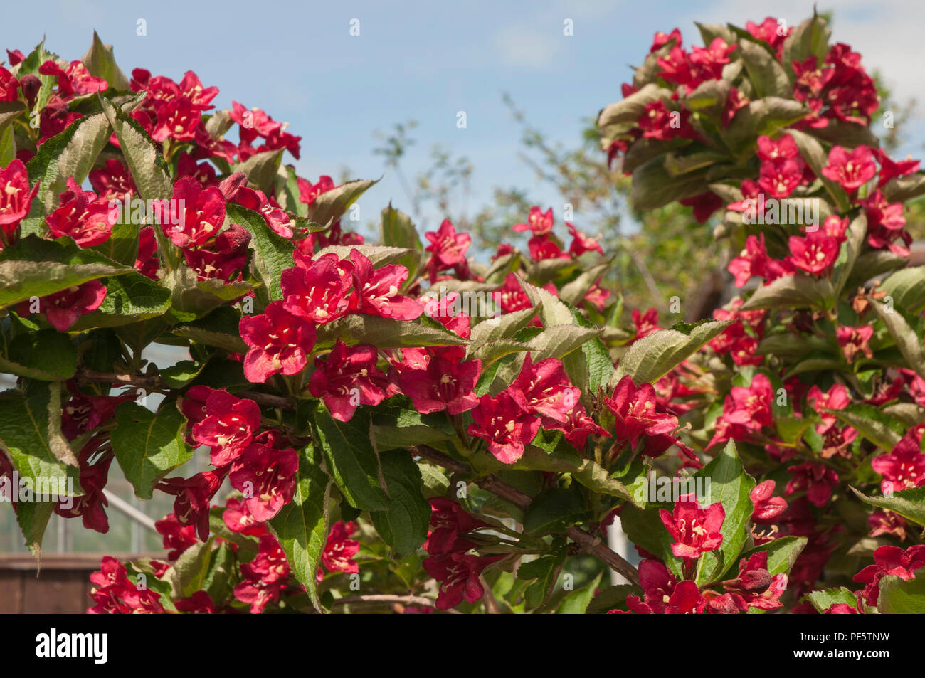 Weigela Lucifer in full flower Stock Photo Alamy