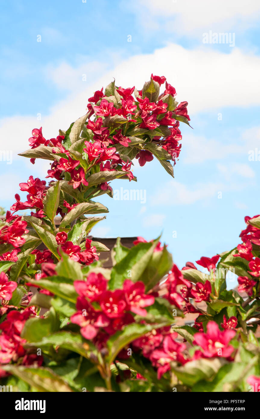 Weigela Lucifer in full flower with blue sky background Stock Photo Alamy