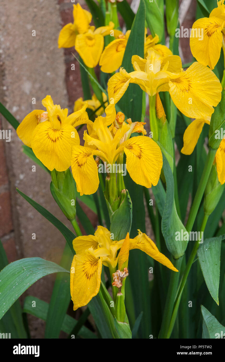 Group of  Yellow flag Iris - Iris pseudacorus. Grows best in wet areas Ideal for ponds and water gardens etc.. Stock Photo