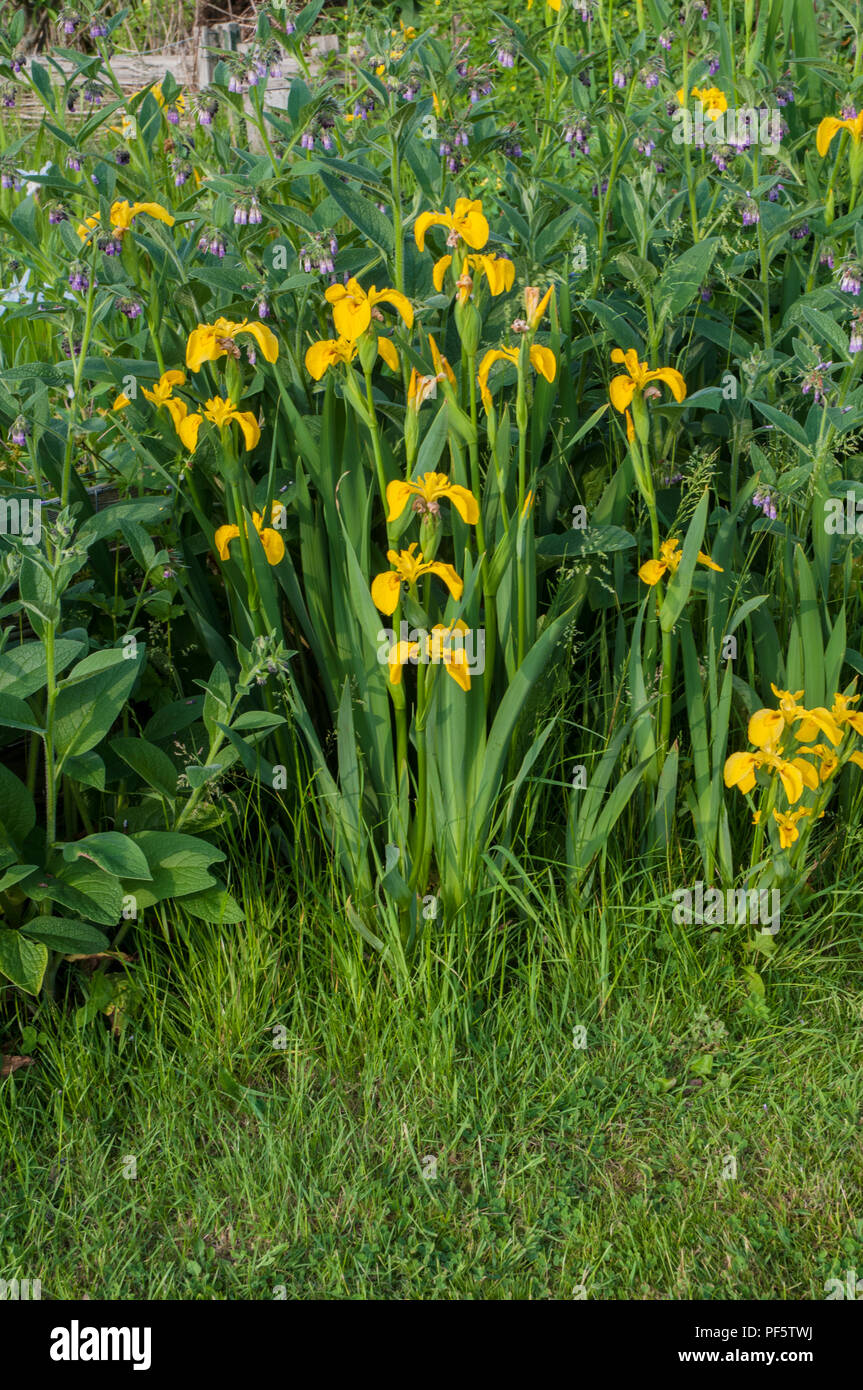 Yellow flag Iris - Iris pseudacorus growing in wild garden area. Grows best in wet areas Ideal for ponds and water gardens etc.. Stock Photo