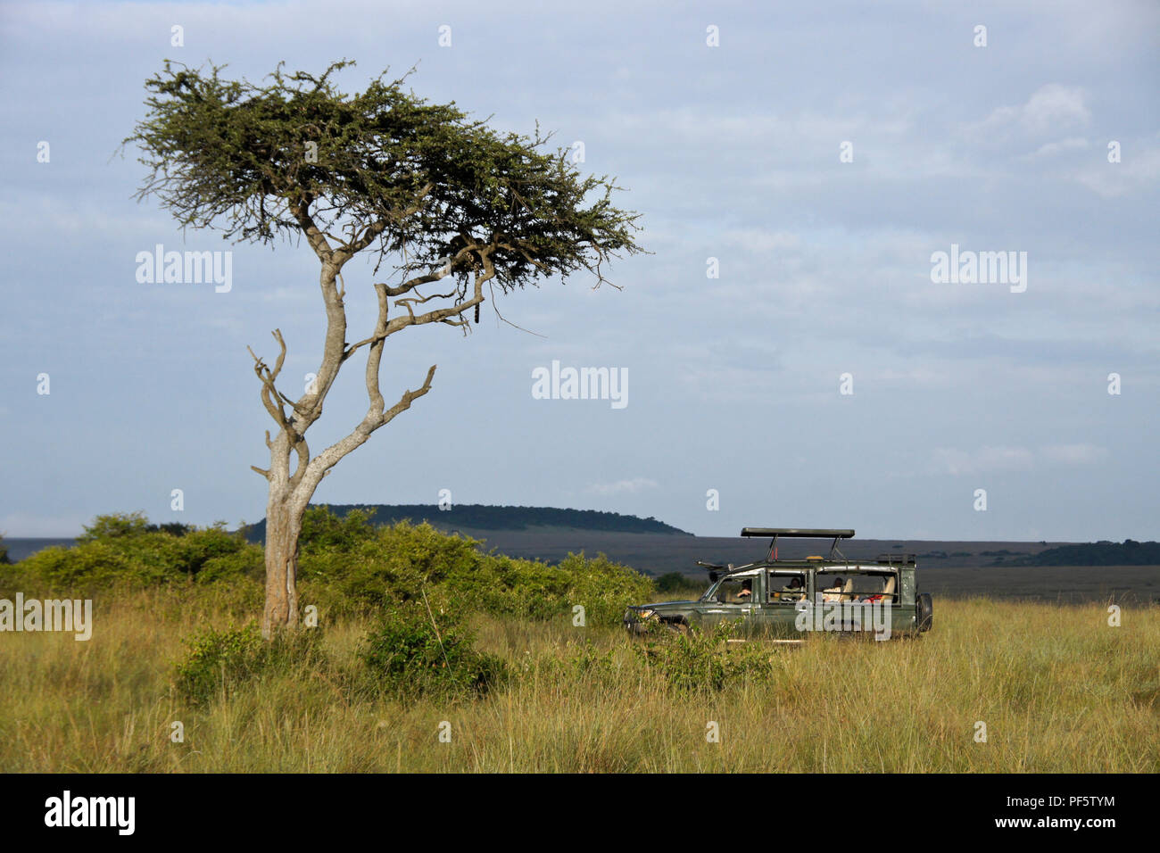 Tourists in safari vehicle under tree with camouflaged leopard, Masai Mara Game Reserve, Kenya Stock Photo