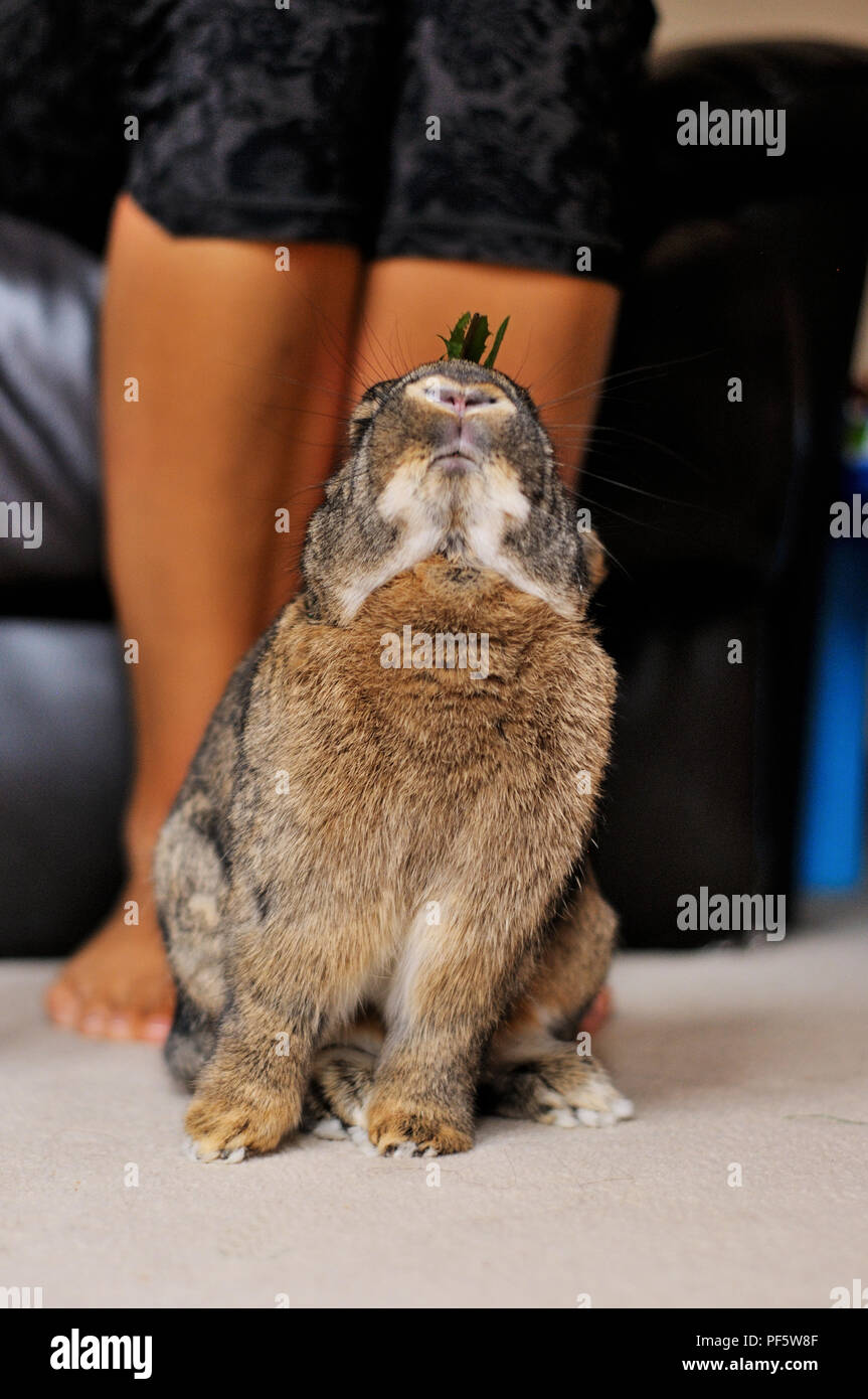 A rabbit reaching for a dandelion leaf Stock Photo
