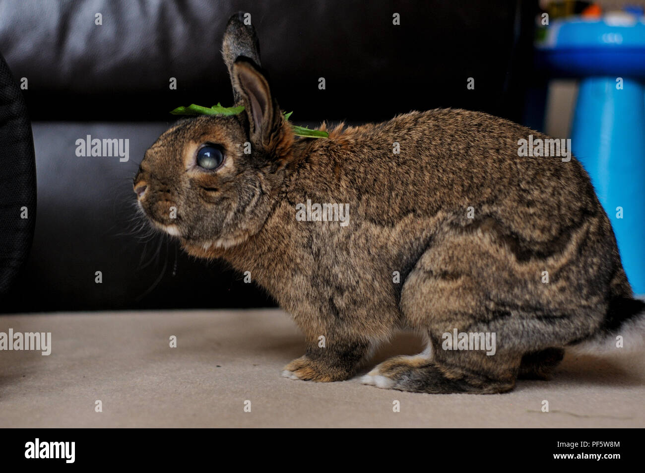 A rabbit reaching for a dandelion leaf Stock Photo