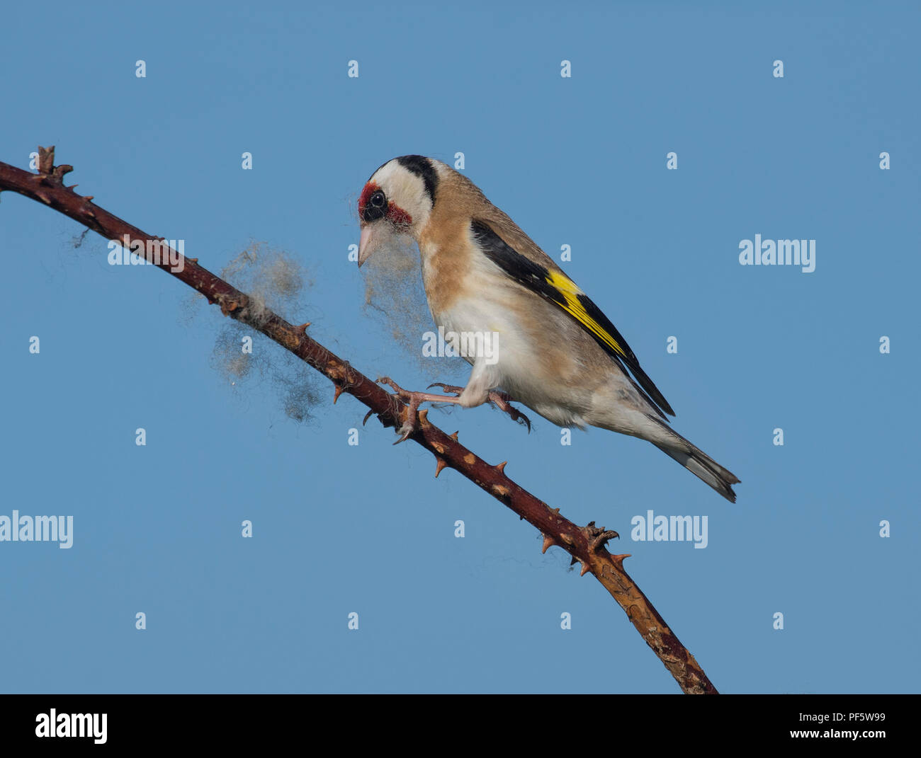 Goldfinch nest uk hi-res stock photography and images - Alamy