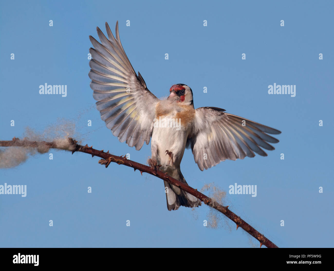 Goldfinch nest uk hi-res stock photography and images - Alamy