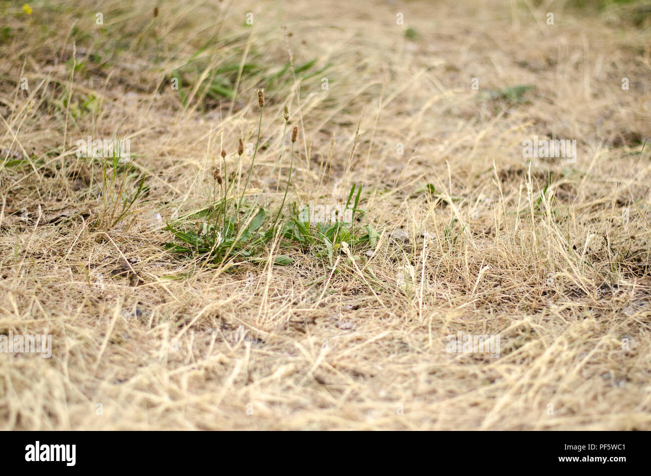 Dry grass during a drought with some green plants still. Stock Photo