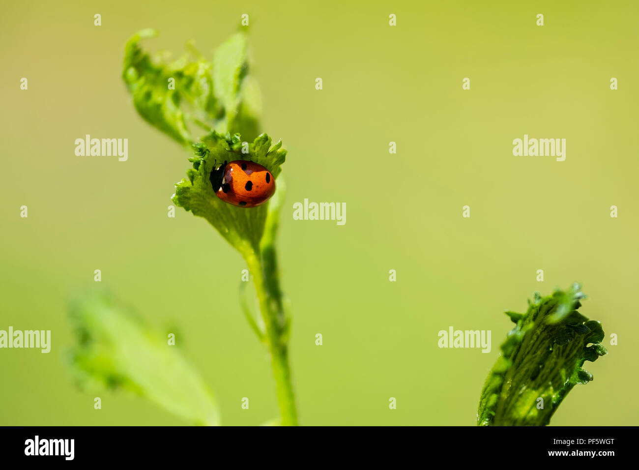 Ladybug, or Ladybird beetle, Coccinella magnifica, on a Rose of Sharon