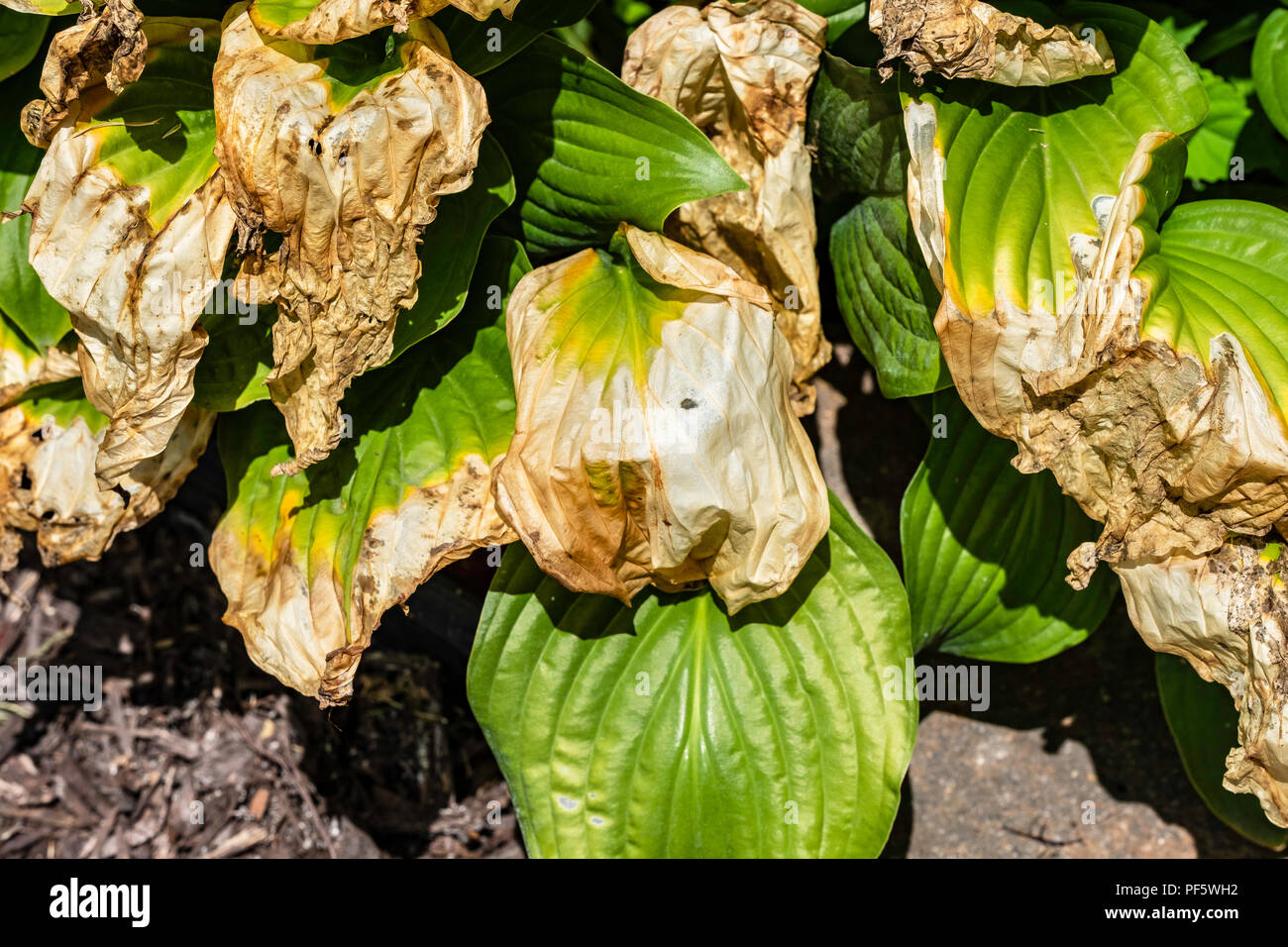 hosta-sieboldiana-a-shade-loving-plant-damaged-by-too-much-summer-sun-in-kansas-usa-PF5WH2.jpg