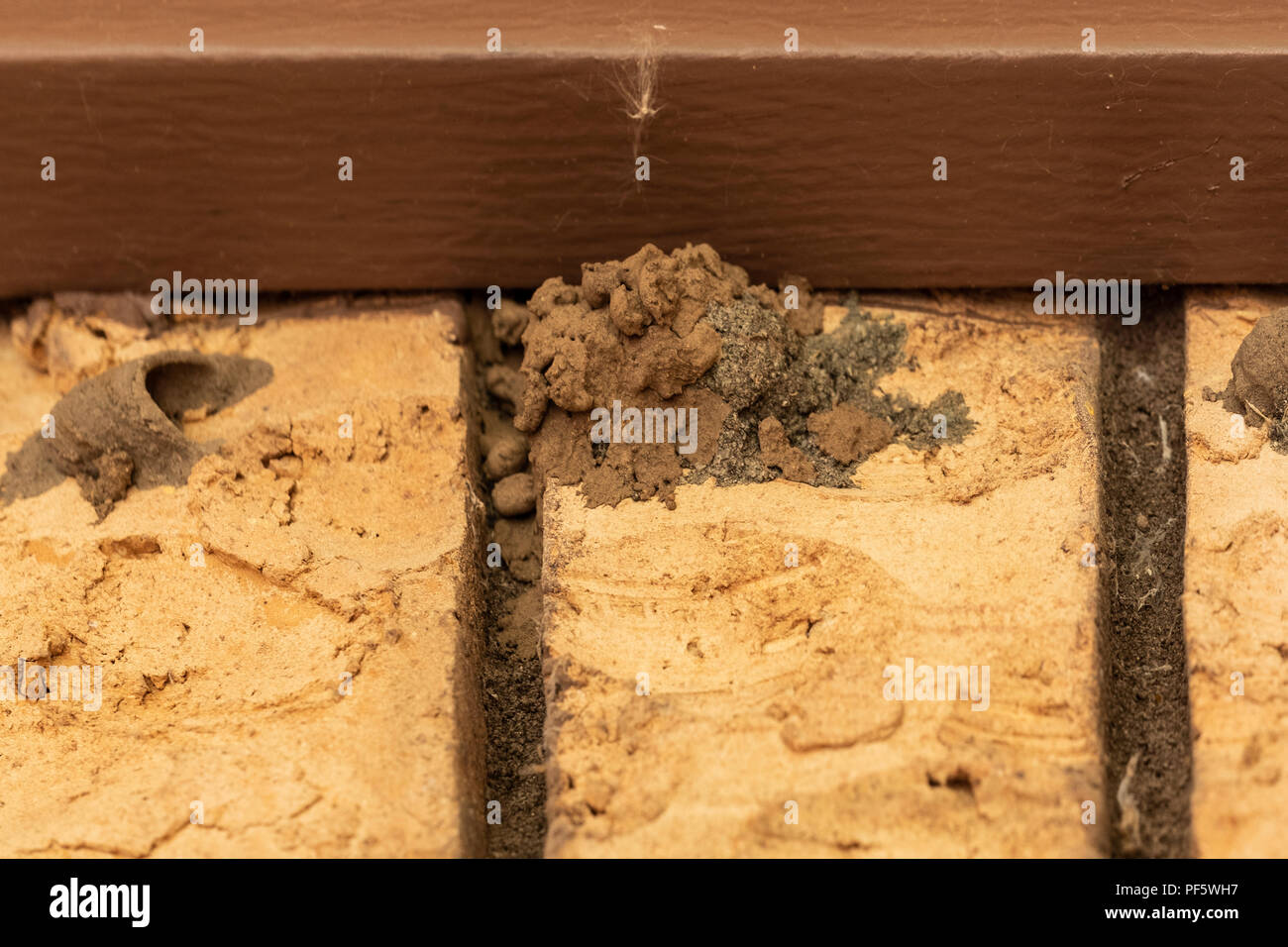 Mud wasp nests hires stock photography and images Alamy