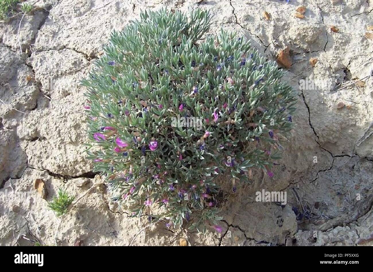 Astragalus barrii. Stock Photo