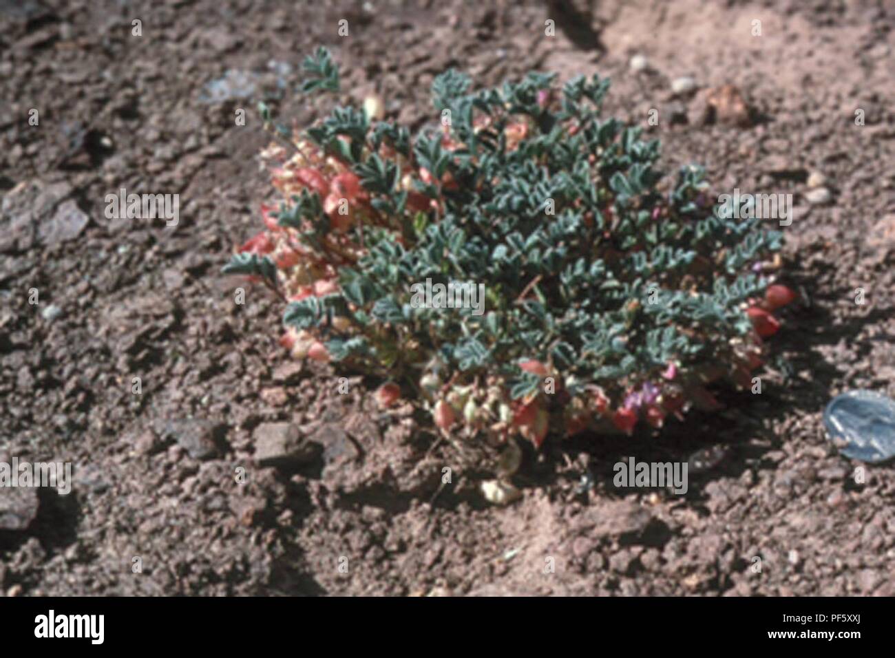 Astragalus beatleyae. Stock Photo