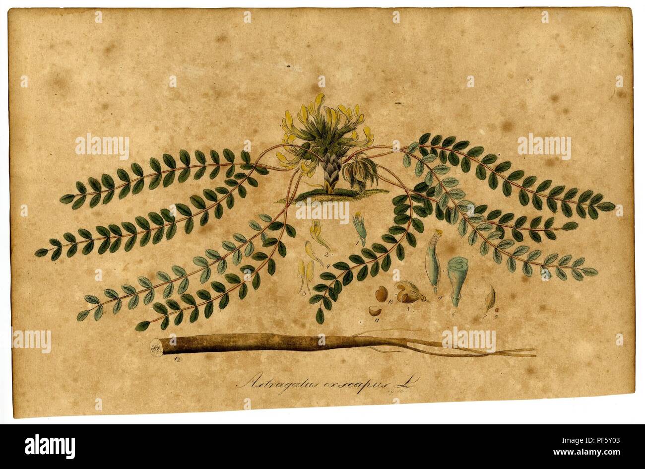 Astragalus exscapus Mann. Stock Photo
