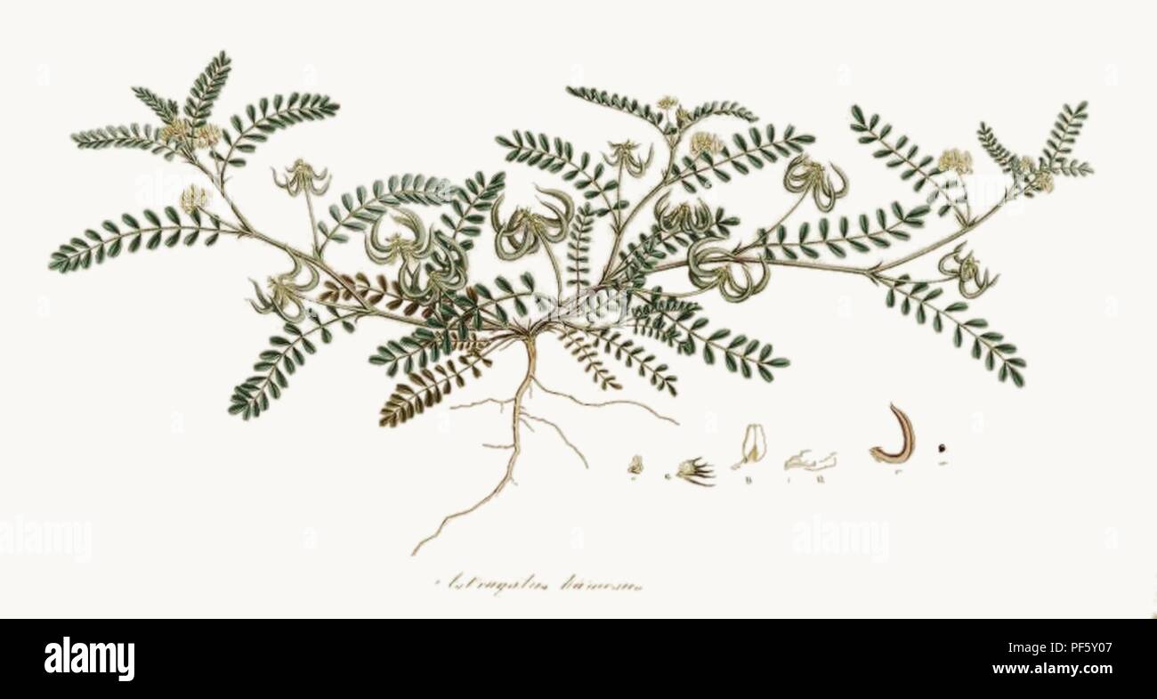 Astragalus hamosus - Florae Graecae prodromus - v.2 - 1760. Stock Photo
