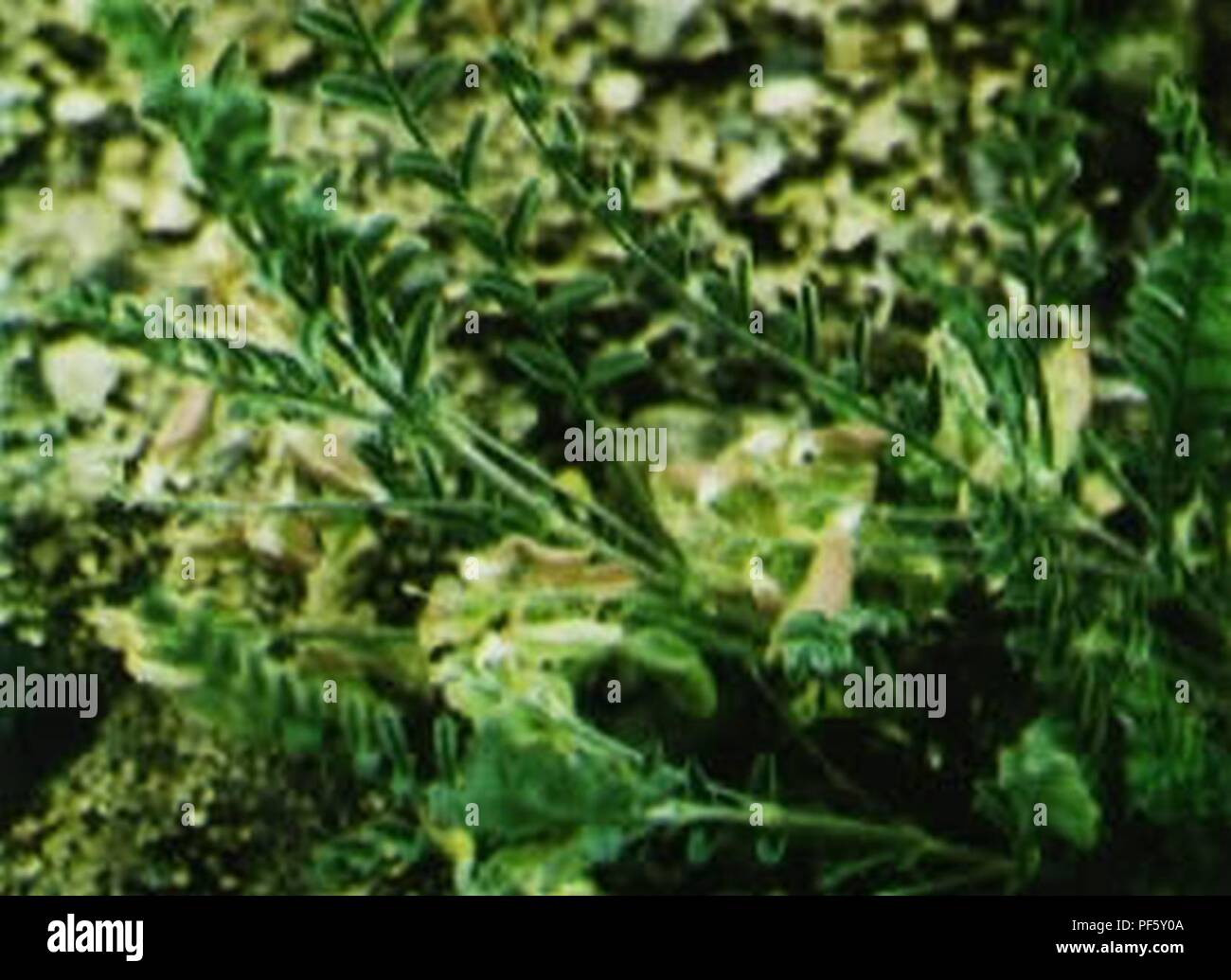 Astragalus johannis-howellii. Stock Photo