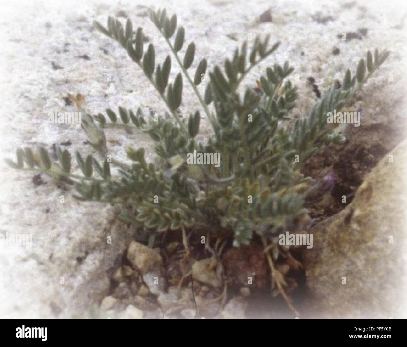 Astragalus molybdenus. Stock Photo