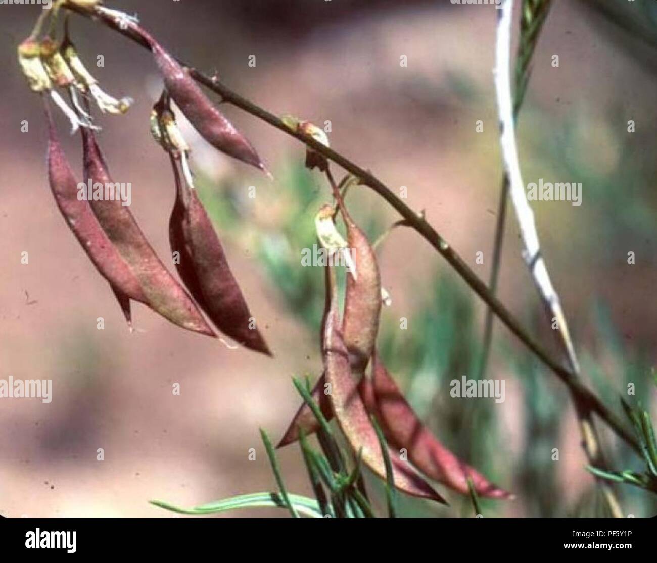 Astragalus ripleyi. Stock Photo