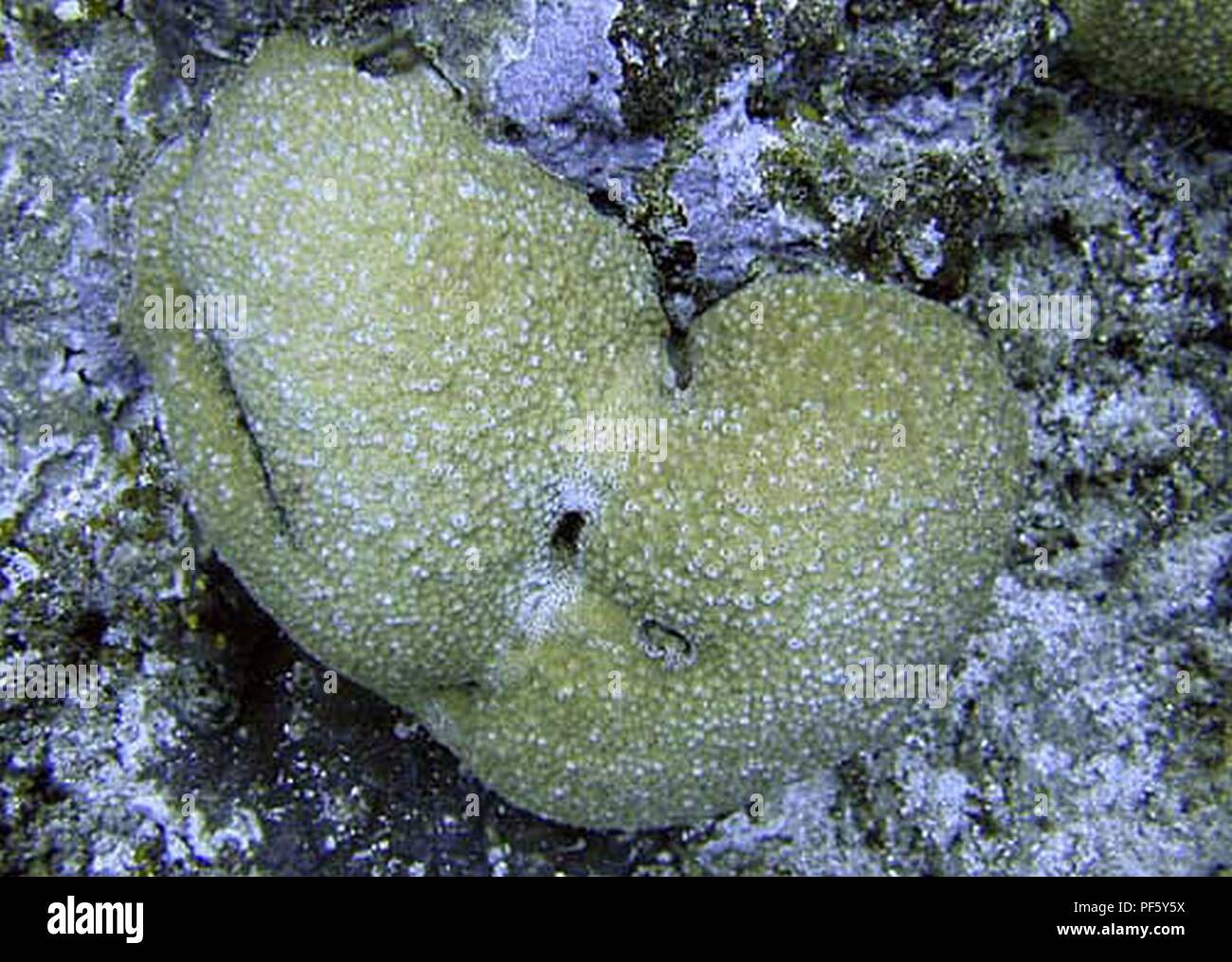 Astreopora myriophthalma Samoa Americana 2. Stock Photo