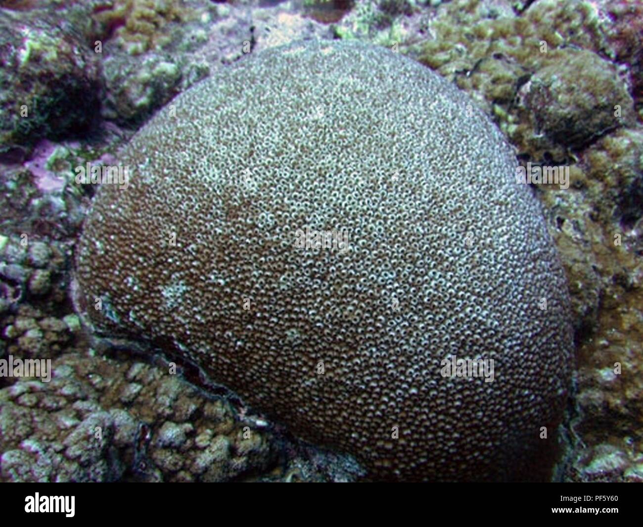 Astreopora myriophthalma Samoa. Stock Photo