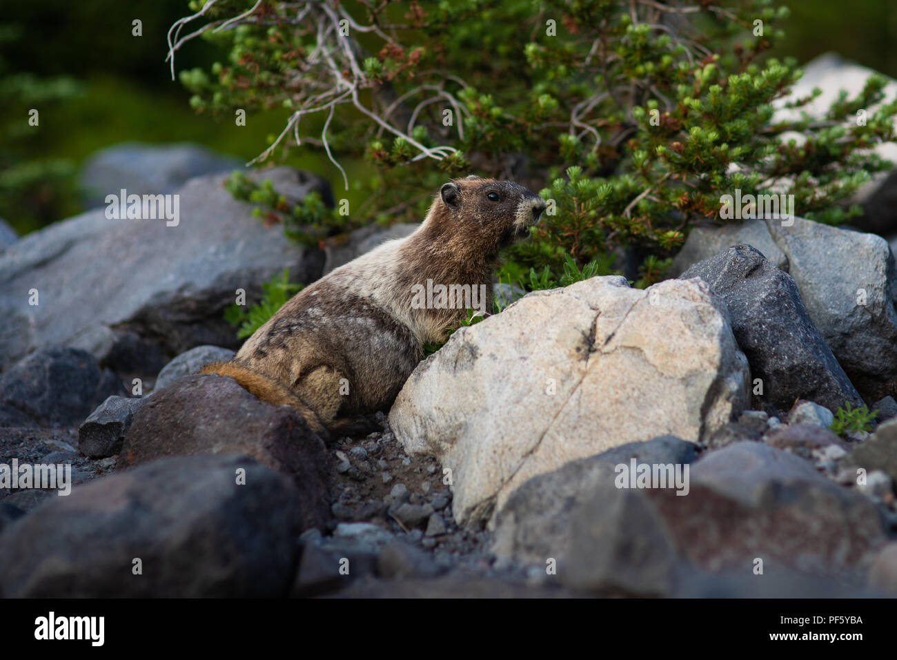 This is a picture of Marmot at Mount Rainier Washington. Stock Photo