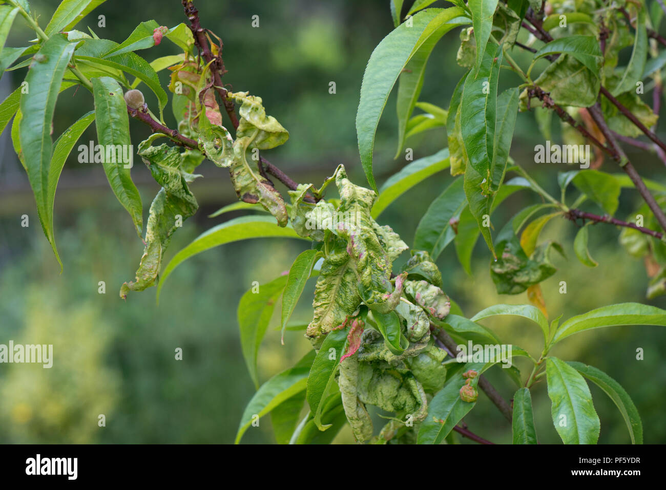 Peach leaf curl, Taphrina deformans, deformed leaves on a small