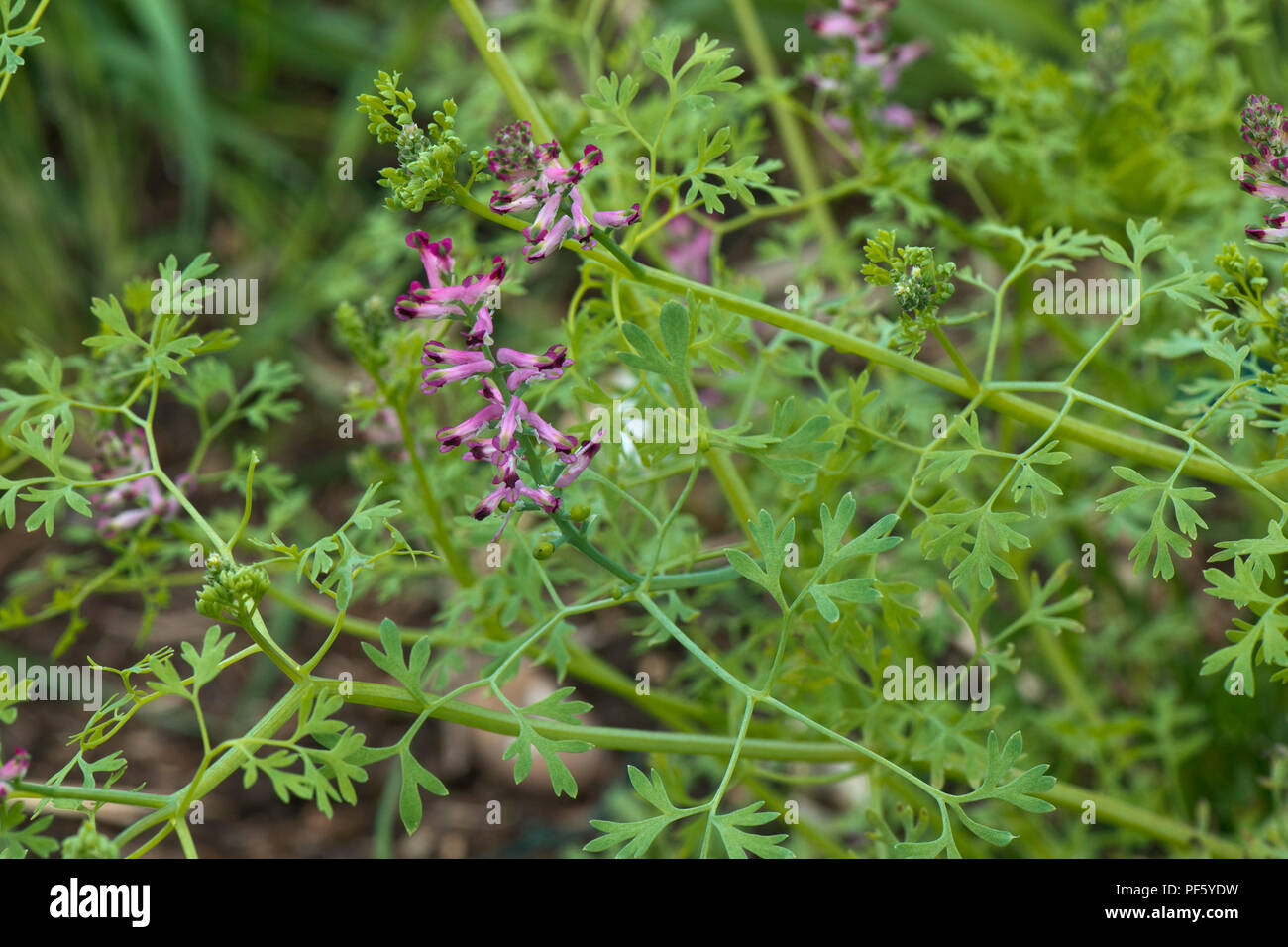 Pink and purple flowers on fumitory, Fumaria officinalis, plant, a herbaceous annual weed, Berkshire, May Stock Photo